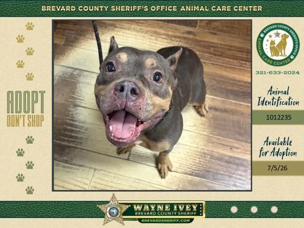 An adult medium-sized female Mixed Breed dog named Elmira for adoption in Melbourne, FL