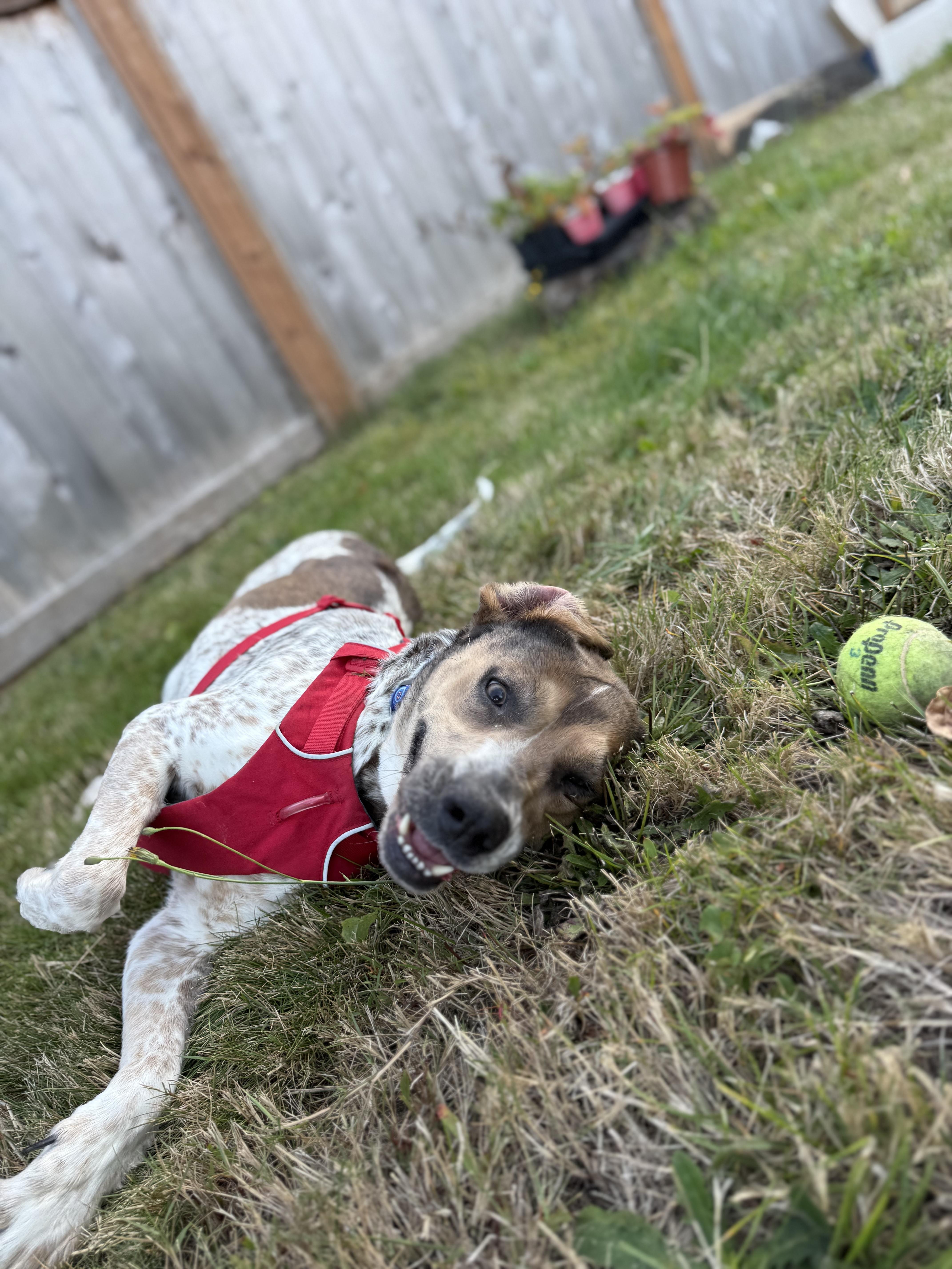 An adult medium-sized female German Shorthaired Pointer dog named Water Skimmer for adoption in Silverdale, WA