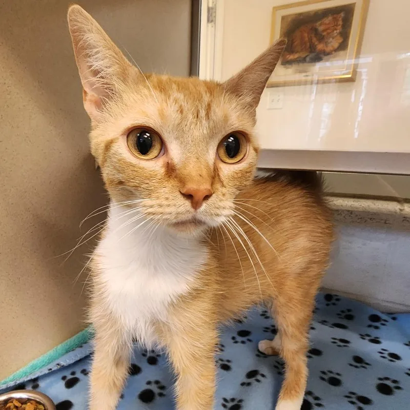 An adult medium-sized female Orange / Red Domestic Short Hair cat named Princess Fiona for adoption in Gloucester, VA