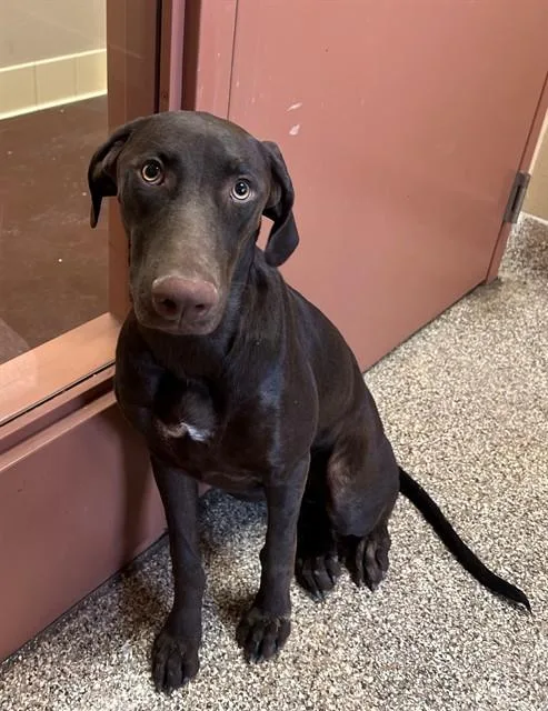 A young large-sized female Doberman Pinscher dog named Sienna for adoption in Thousand Palms, CA