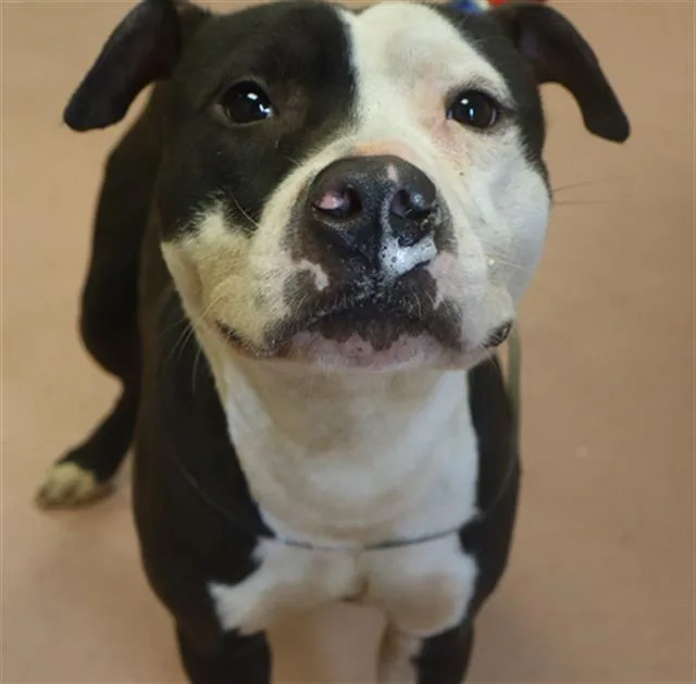 An adult large-sized male Mixed Breed dog named Gramps for adoption in Columbia, SC