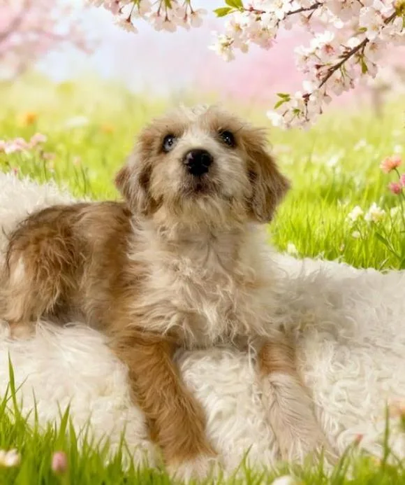 A baby small-sized male Brown / Chocolate Schnauzer dog named Ninja for adoption in Tehachapi, CA
