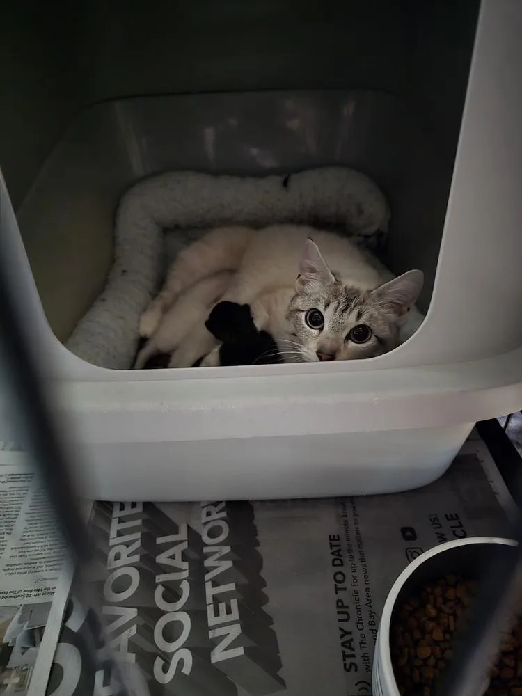 An adult medium-sized female Siamese cat named Baddie for adoption in Pacifica, CA