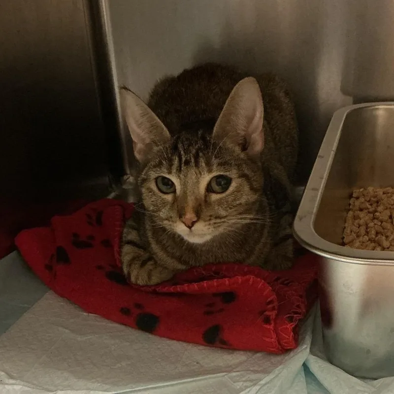 A young medium-sized female Domestic Short Hair cat named Poppy for adoption in Elizabeth City, NC