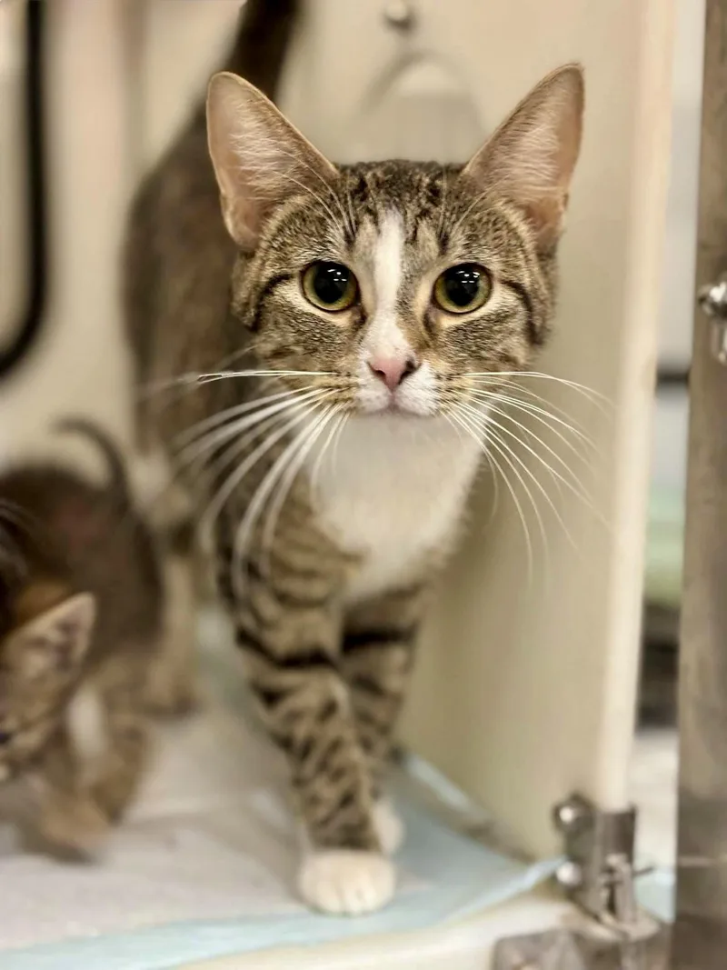 A baby medium-sized female Brown / Chocolate Tabby cat named Minnie for adoption in Scottsburg, IN