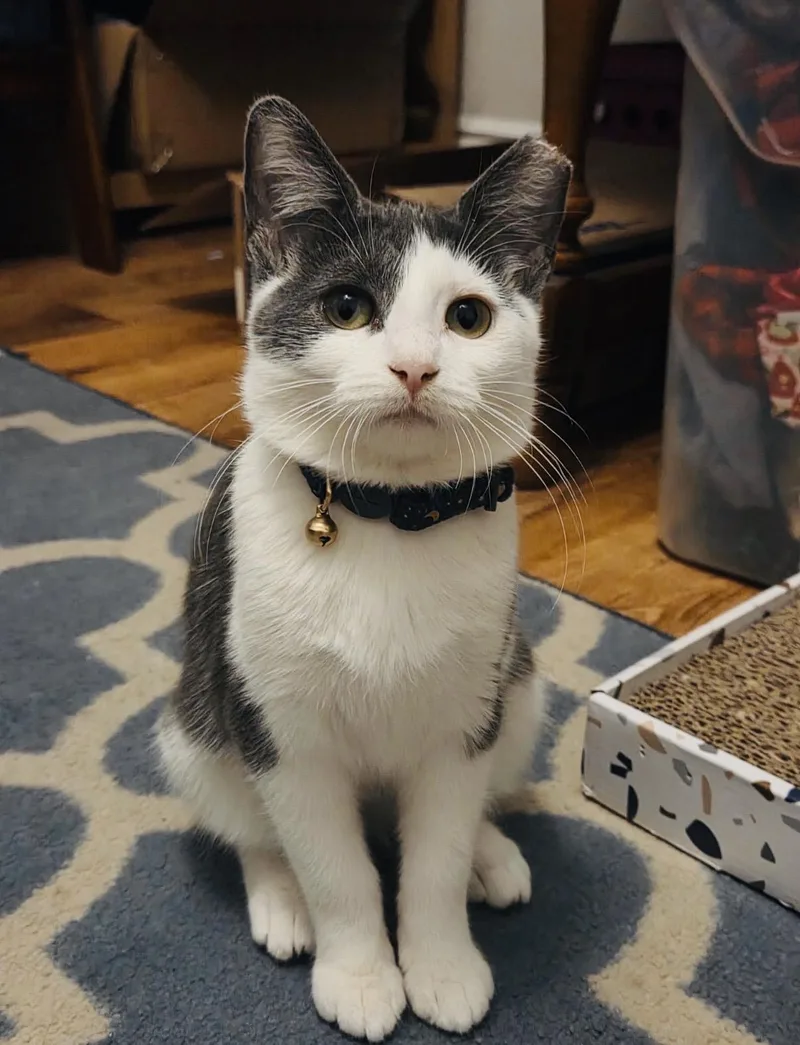 A young medium-sized female Domestic Short Hair cat named Sidney for adoption in Chicago, IL