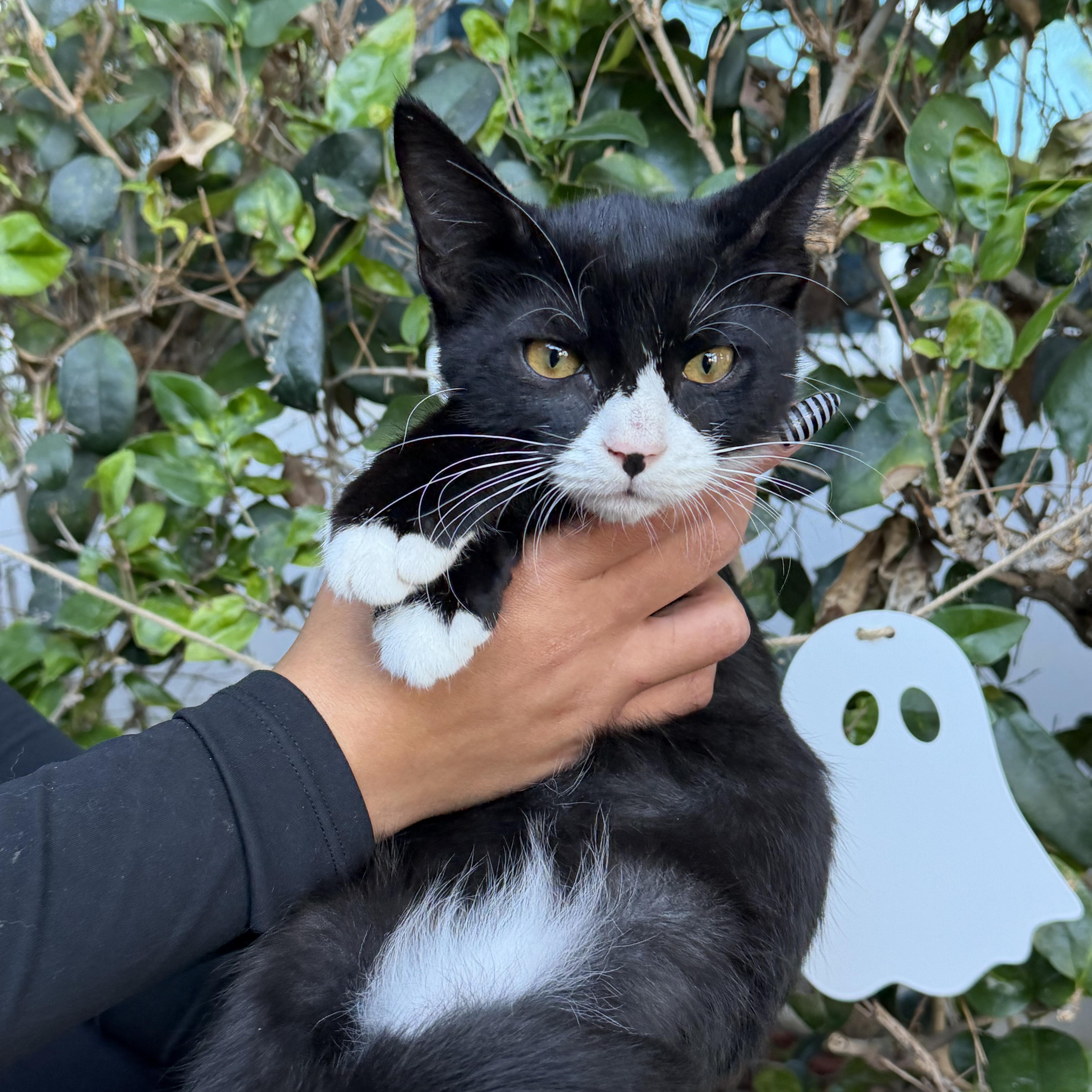 A baby small-sized male Tuxedo cat named Miles for adoption in South El Monte, CA