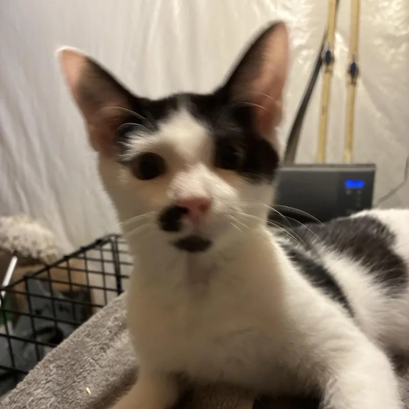 A young small-sized male Domestic Short Hair cat named Sir Jared for adoption in Inwood, WV