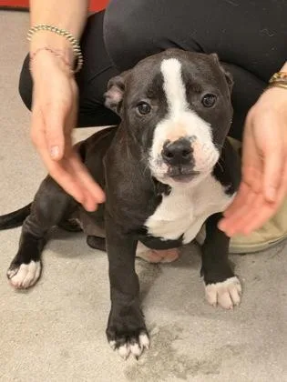 A baby small-sized female Mixed Breed dog named Demo for adoption in West Chester, PA