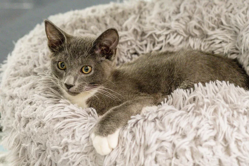 A baby medium-sized male Gray & White Domestic Short Hair cat named Moondrop for adoption in Hilton Head Island, SC