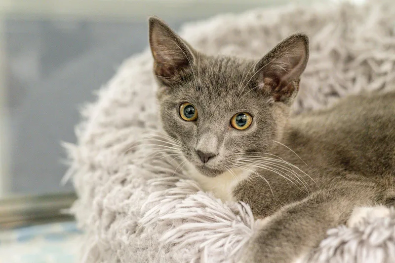 Moondrop thumbnail 2