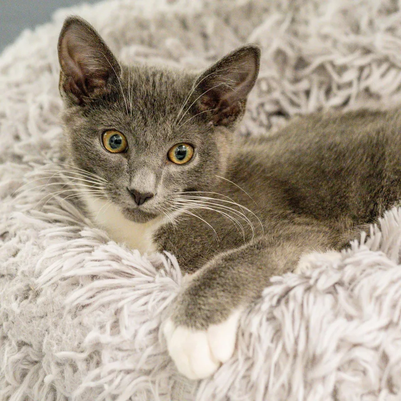 Moondrop thumbnail 3