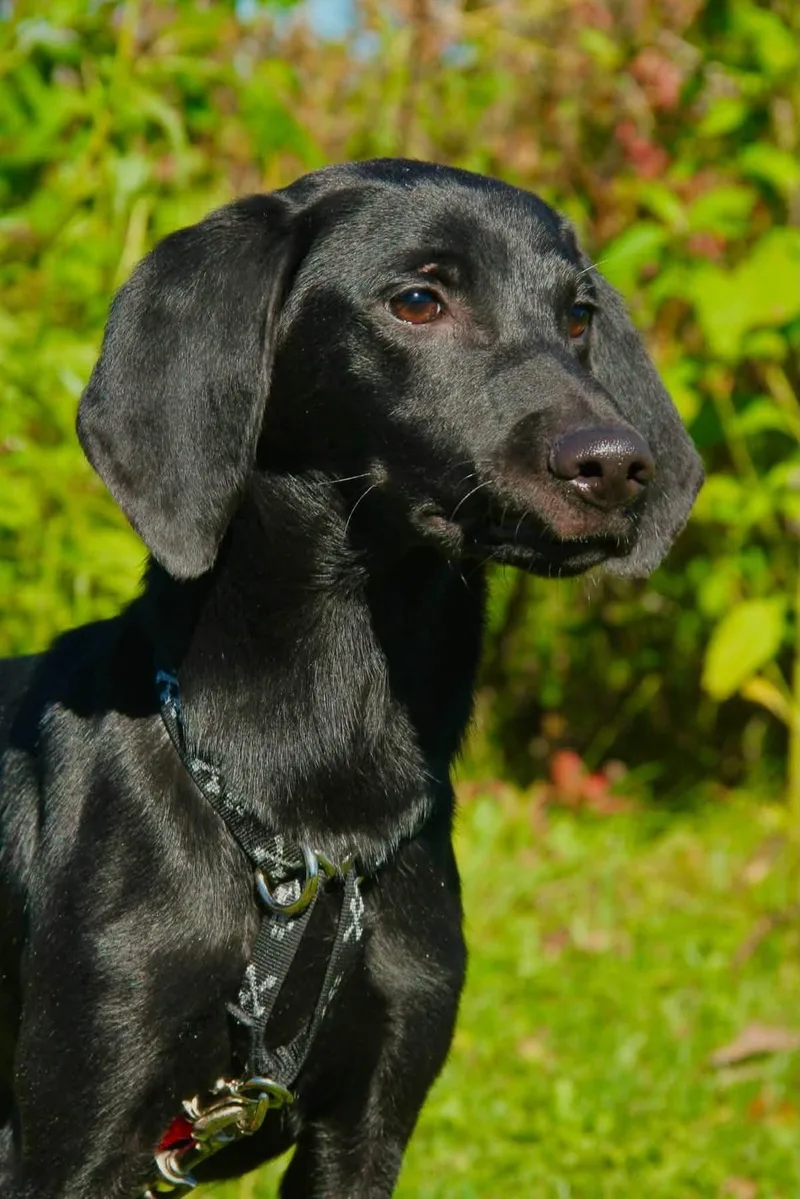 A young medium-sized male Mixed Breed dog named Leslie for adoption in Appleton, WI