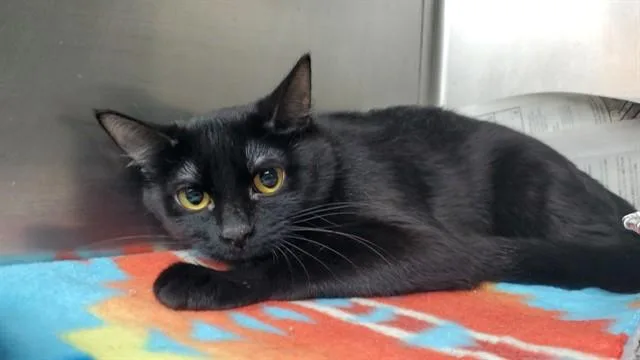 A young medium-sized female Domestic Short Hair cat named Letty for adoption in Aurora, IL
