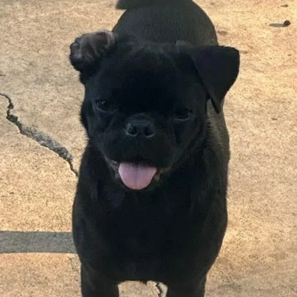 A young small-sized female Black Pug dog named Anakin for adoption in Williston, VT