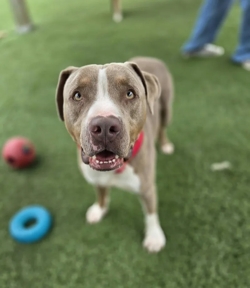 An adult medium-sized male Yellow / Tan / Blond / Fawn American Staffordshire Terrier dog named Forest for adoption in Sparta, WI