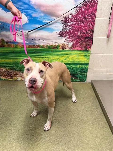 A young large-sized female Pit Bull Terrier dog named Mayley for adoption in Moreno Valley, CA