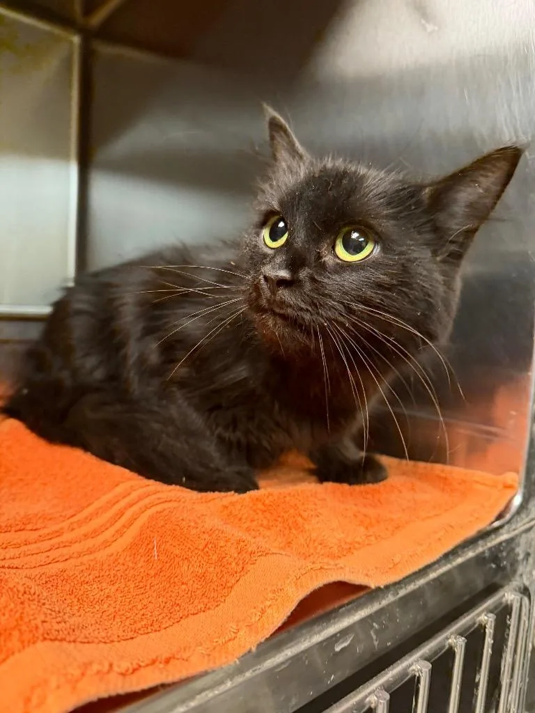 A baby small-sized female Domestic Long Hair cat named Mystique for adoption in Sherwood, AR