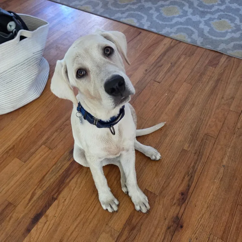 A young medium-sized male Labrador Retriever dog named Connor for adoption in Medford, NY
