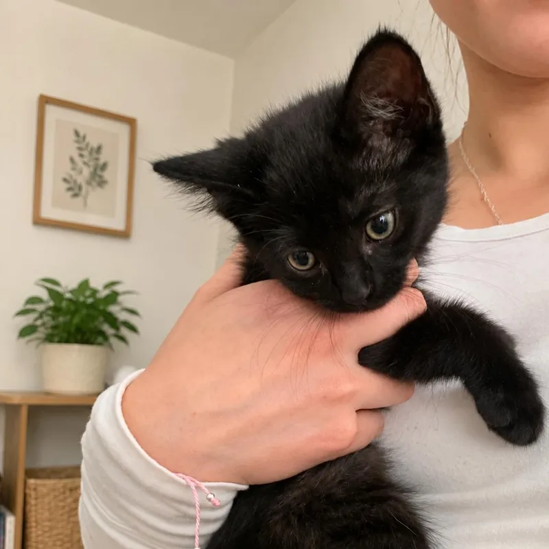 A baby small-sized male Black Domestic Short Hair cat named Conrad for adoption in Tustin, CA