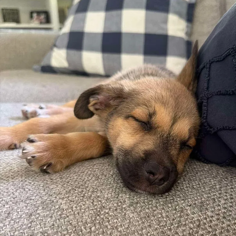 A baby medium-sized male Sable Shepherd dog named Pierre for adoption in Brockport, NY