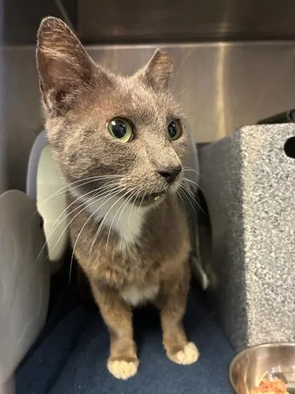 An adult small-sized male Domestic Short Hair cat named Mirage for adoption in Gainesville, FL