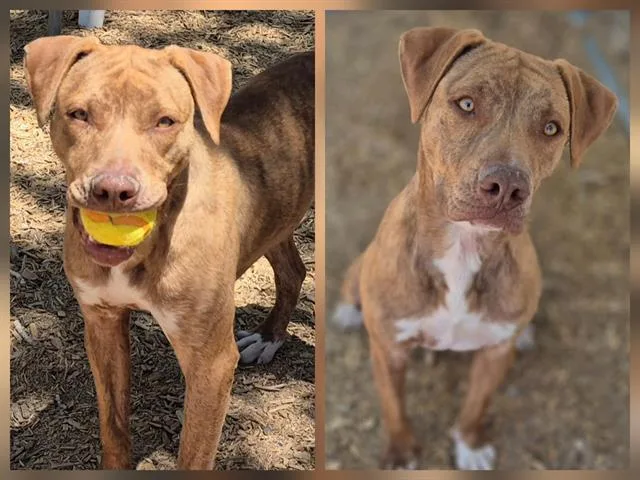 A young small-sized female Pit Bull Terrier dog named Georgia for adoption in Albuquerque, NM