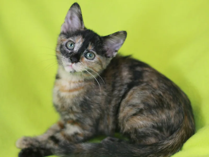 A baby small-sized female Domestic Short Hair cat named Maple  Meet Me@ for adoption in Cookeville, TN