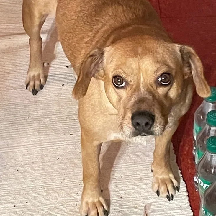 Cinnamon thumbnail 3