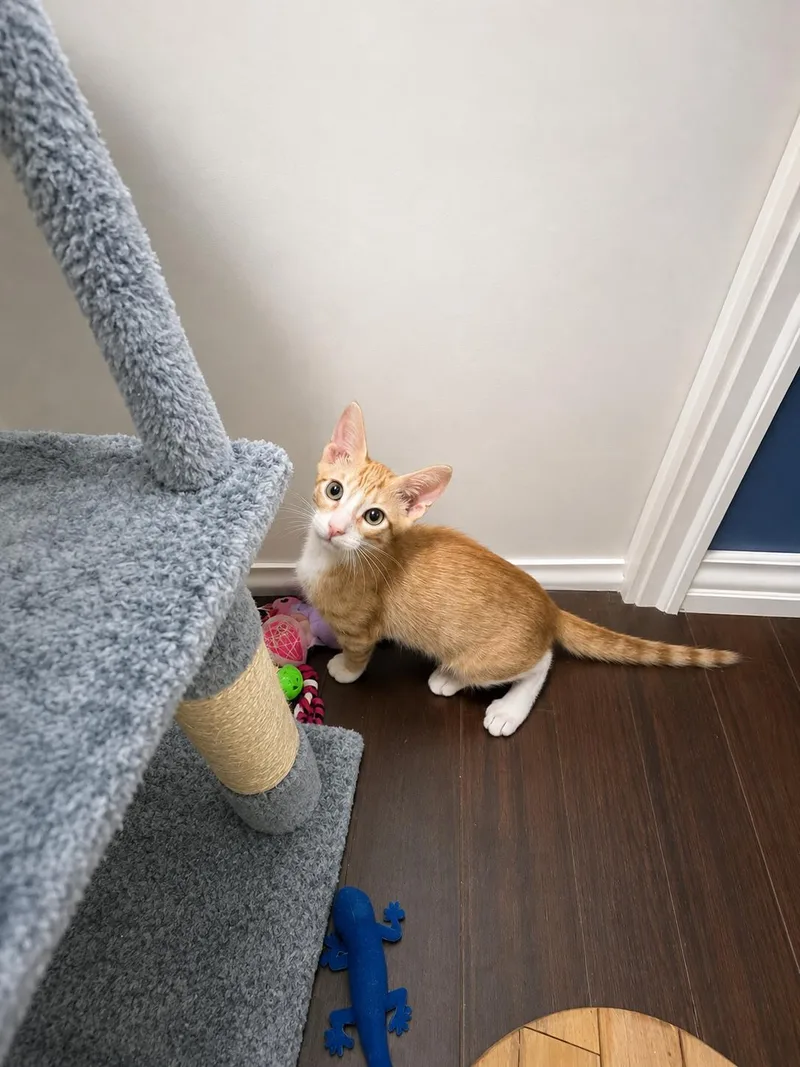 A baby small-sized male Orange / Red Domestic Short Hair cat named Thomas and Adelaide for adoption in Spring Branch, TX