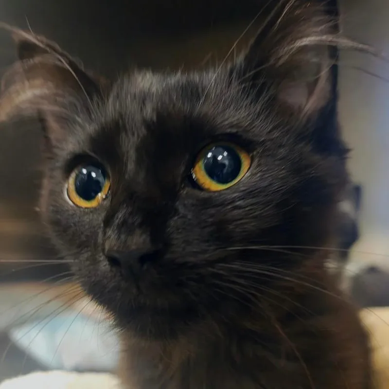 A baby small-sized female Black Domestic Short Hair cat named Sabrina for adoption in Bentonville, AR