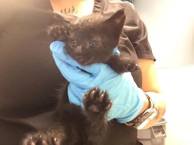 A baby small-sized male Domestic Short Hair cat named Milo for adoption in Riverside, CA