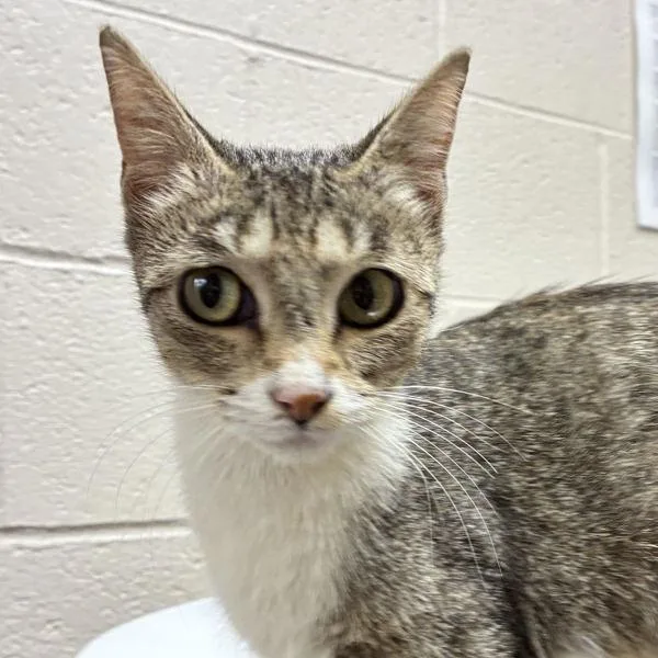 An adult medium-sized female Domestic Short Hair cat named Mina for adoption in Troutdale, OR
