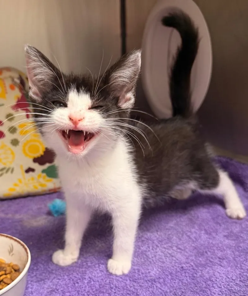 A baby small-sized female Domestic Short Hair cat named Whimsy for adoption in Defiance, OH