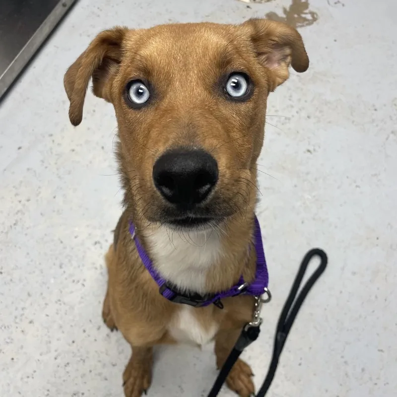 A young medium-sized female Yellow / Tan / Blond / Fawn Husky dog named Sadie for adoption in Uniontown, PA