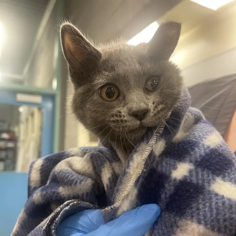 A baby small-sized female Gray / Blue / Silver Domestic Short Hair cat named Queen for adoption in Port Townsend, WA