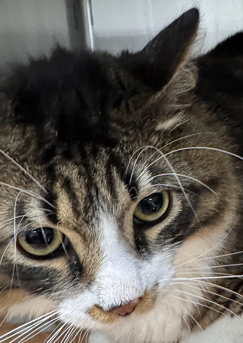 An adult extra large-sized male Domestic Medium Hair cat named Mystery for adoption in Chico, CA