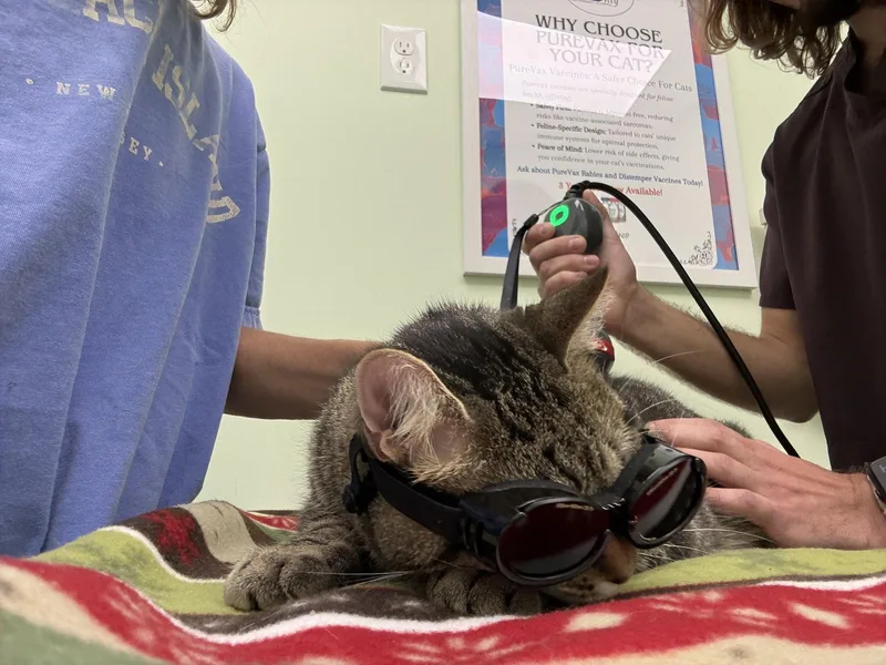 An adult medium-sized female Domestic Short Hair cat named Hunny Pot for adoption in Trenton, NJ