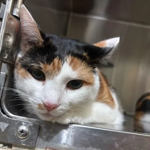 An adult medium-sized female Calico Domestic Short Hair cat named Selena for adoption in East Brunswick, NJ