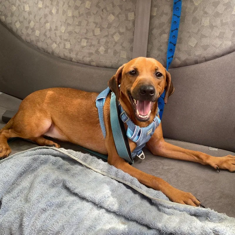 Julian "let's Be Best