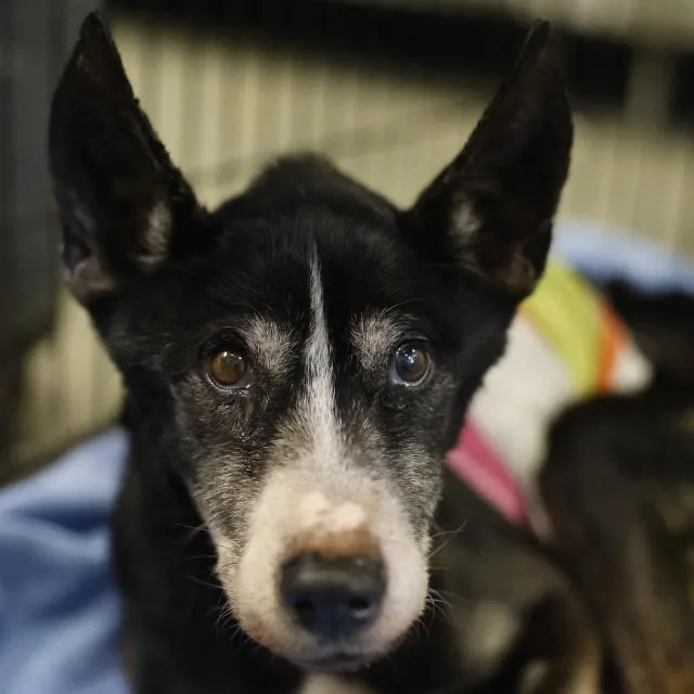 An adult medium-sized female Terrier dog named Poppy for adoption in San Antonio, TX