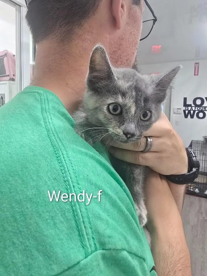 A baby small-sized female Domestic Short Hair cat named Wendy for adoption in Glenfield, NY