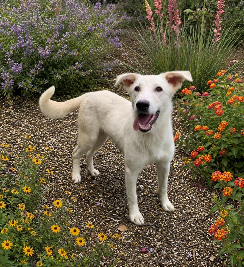 An adult medium-sized male Shepherd dog named Hoagie for adoption in Helotes, TX
