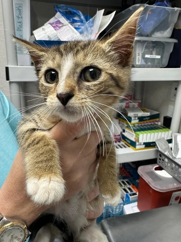 A baby medium-sized female Domestic Short Hair cat named Dinah for adoption in Pomona, NY