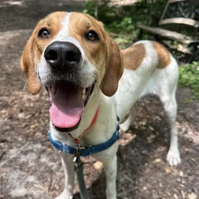 A young medium-sized female Yellow / Tan / Blond / Fawn English Coonhound dog named Ashtyn for adoption in Indianapolis, IN