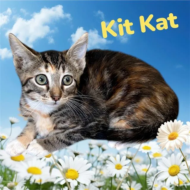 A baby small-sized female Domestic Short Hair cat named Kit Kat for adoption in Visalia, CA