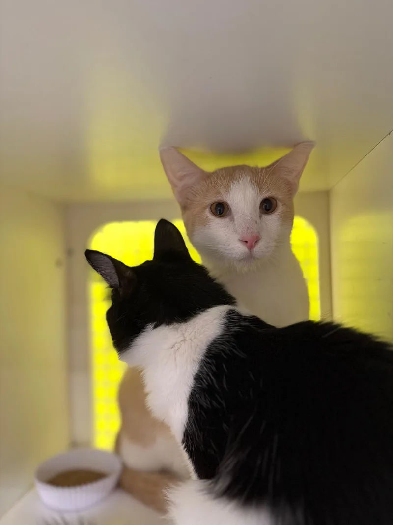 Snuggle Bug thumbnail 2