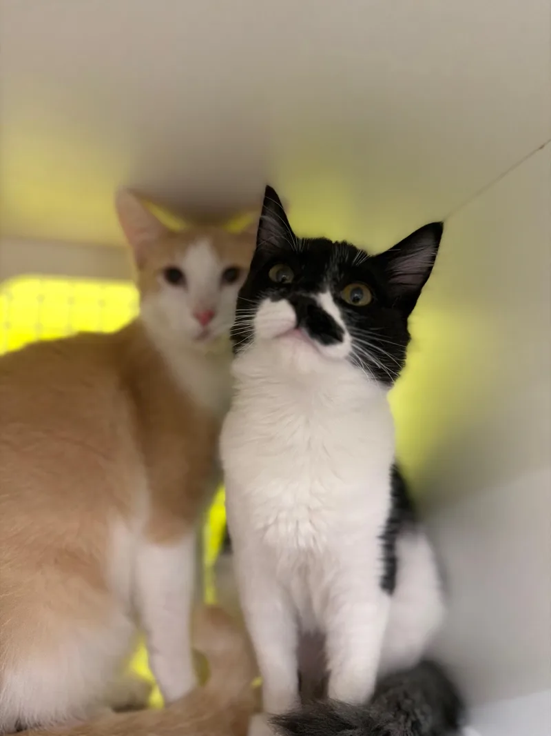 Snuggle Bug thumbnail 3