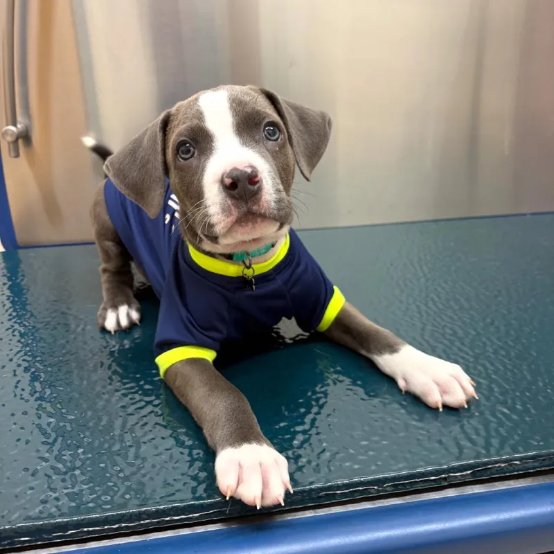 A baby small-sized male Black Mixed Breed dog named Koa for adoption in Rockville, MD