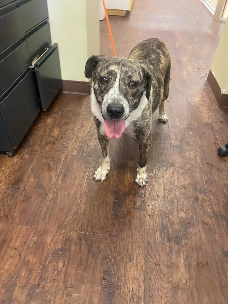 A young medium-sized female Cattle Dog dog named Dog Kennel for adoption in Greenville, TX